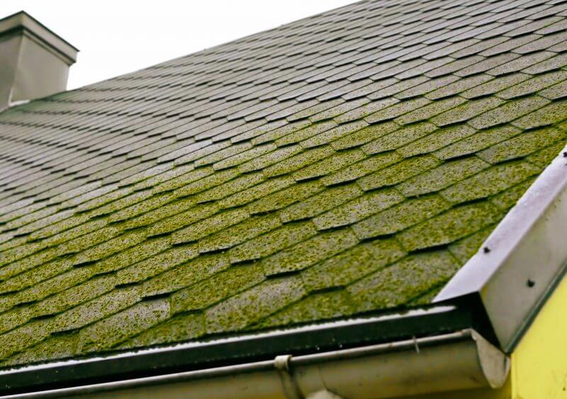 Tips to Remove Algae and Moss from Your Roof