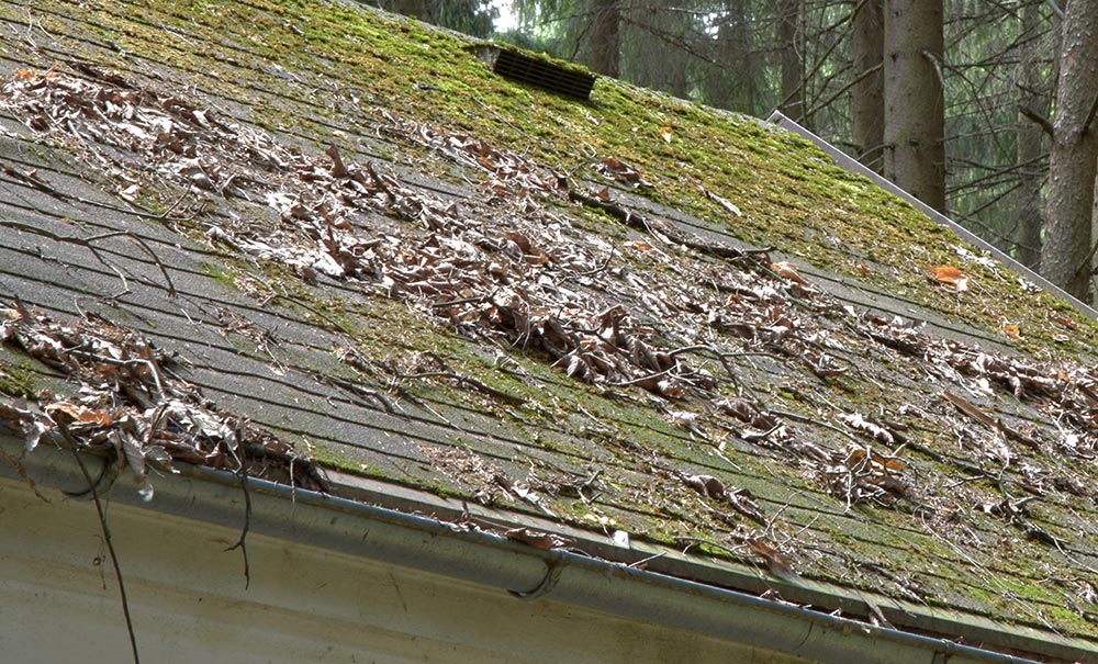 Roof Algae kansas city