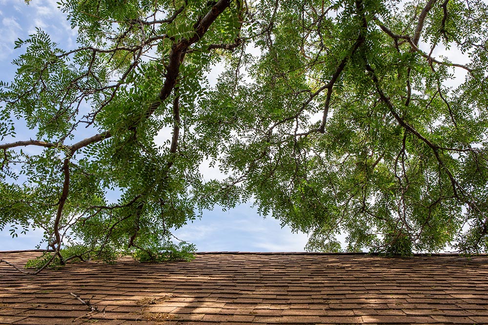 roof damage trees kansas city