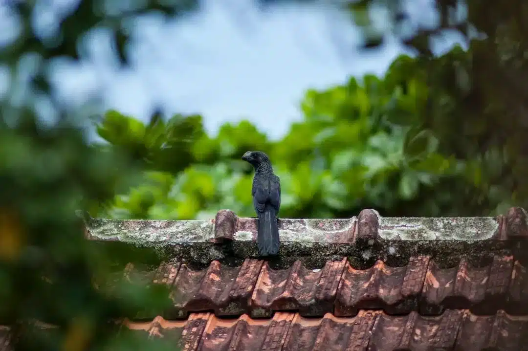 how to remove roof moss